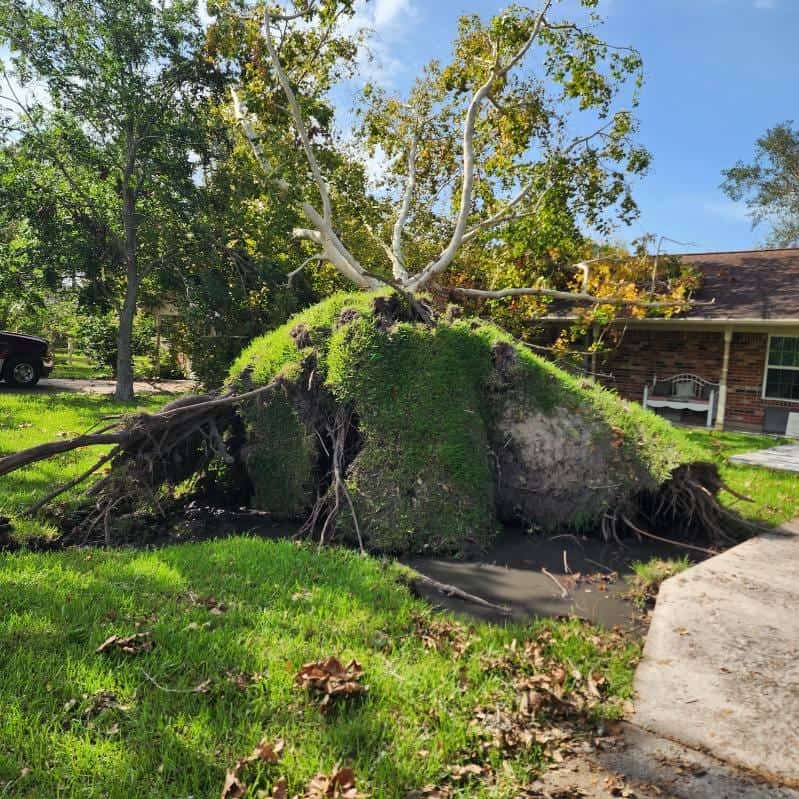 Storm damage emergency tree management company