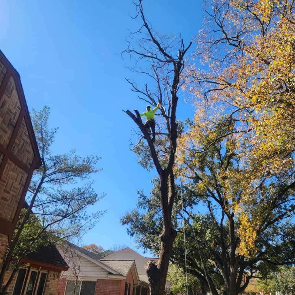 professional tree company