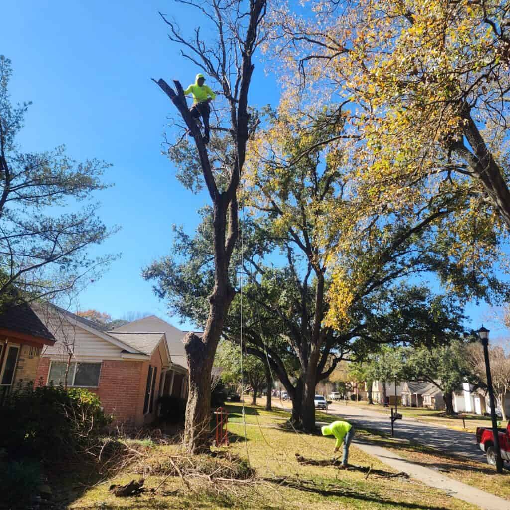 professional arborist