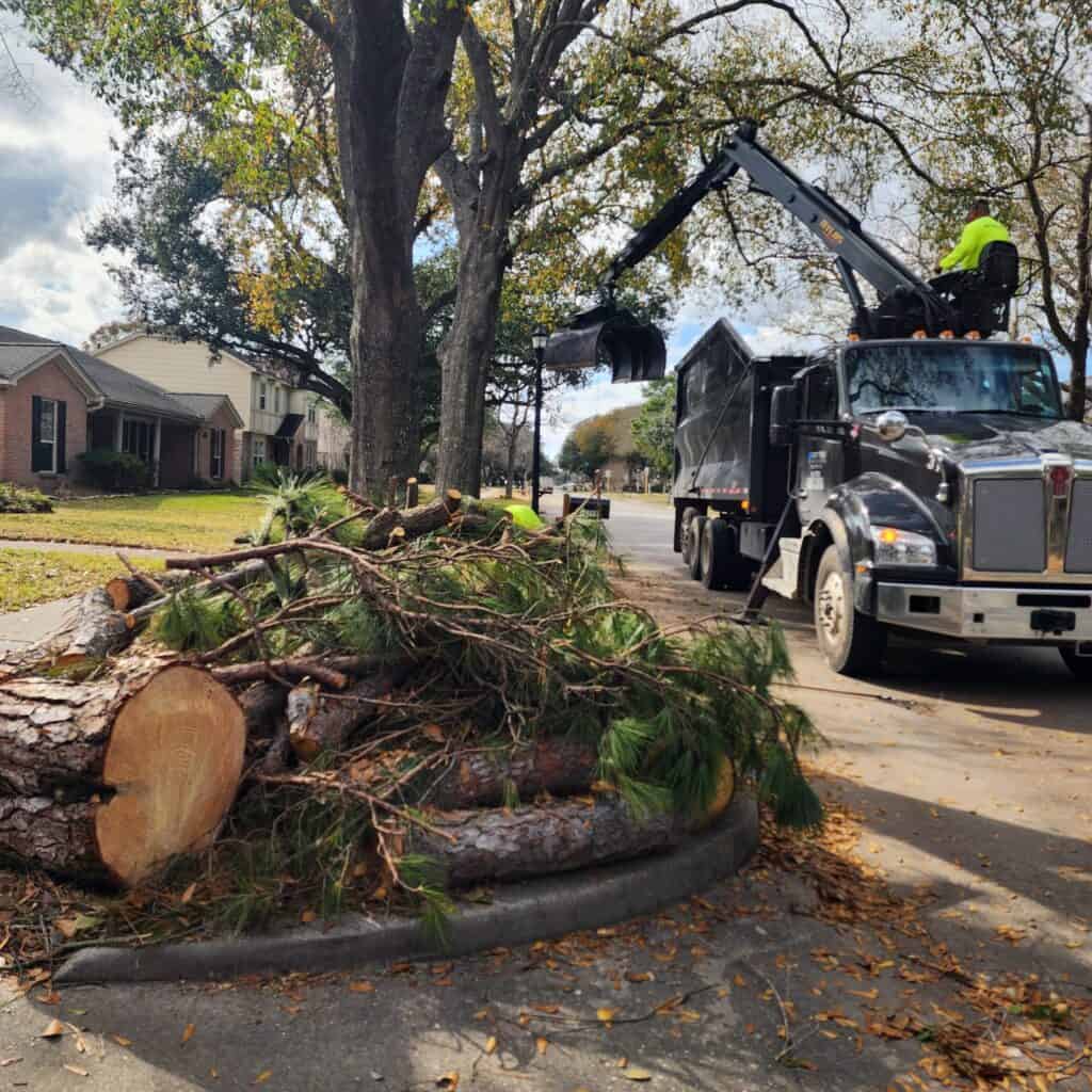 tree maintenance 