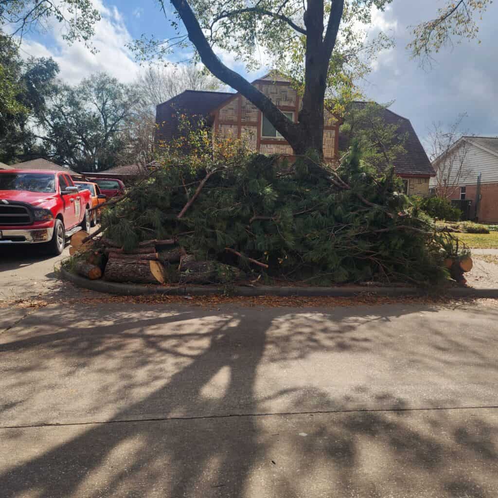 Tree removal