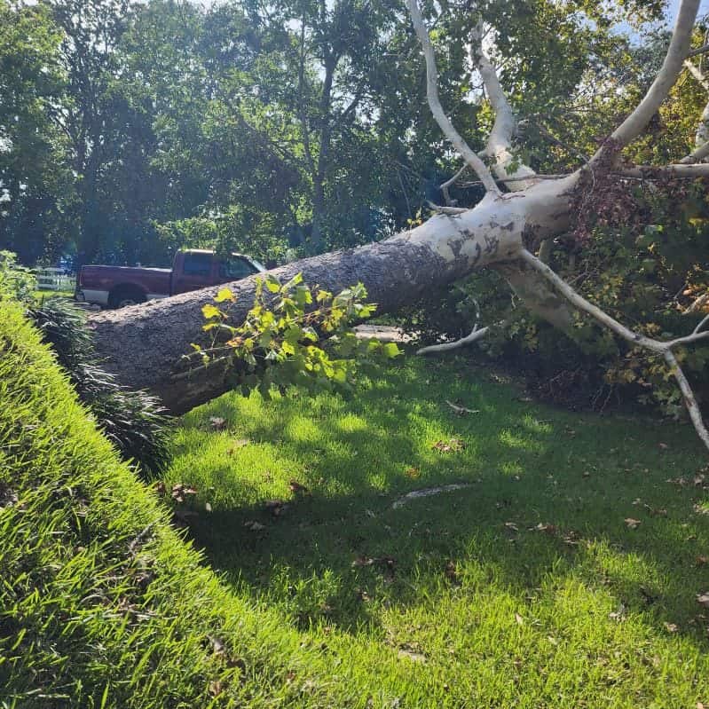 storm damage tree removal