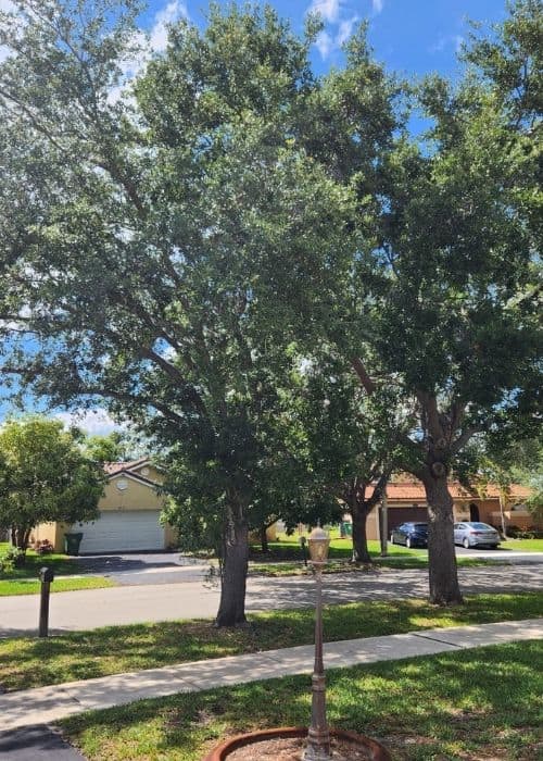 Overgrown oak trees in a yard on Hawkes Bluff Avenue, Ivanhoe community Davie FL, needing trimming by Kap Tree Service