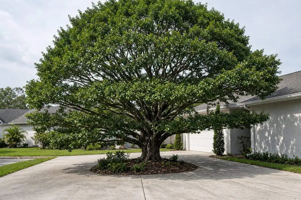 Tall dense black olive tree in a driveway island