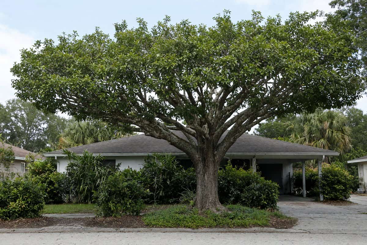Large tree canopy reduced above a roof