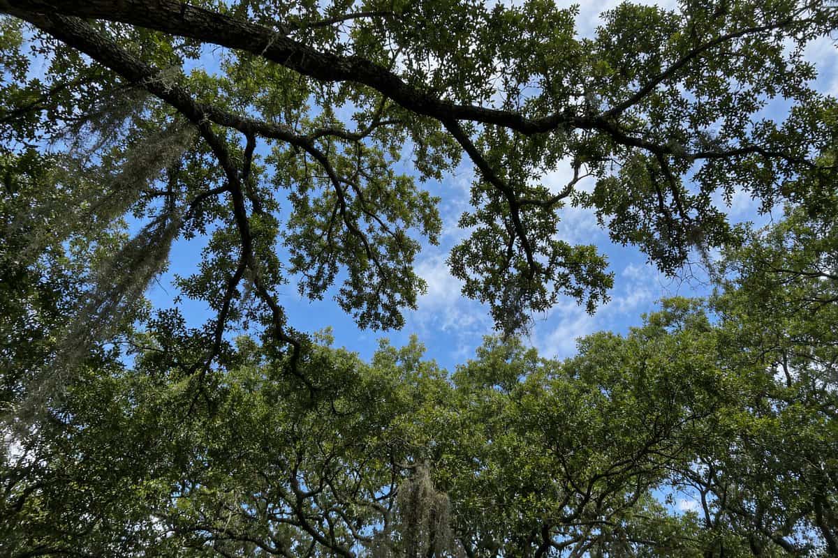 Looking up through a thinned tree canopy at blue sky