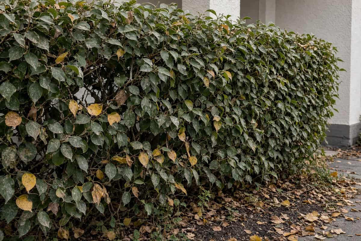 Hedge with yellowing leaves along a white stucco wall