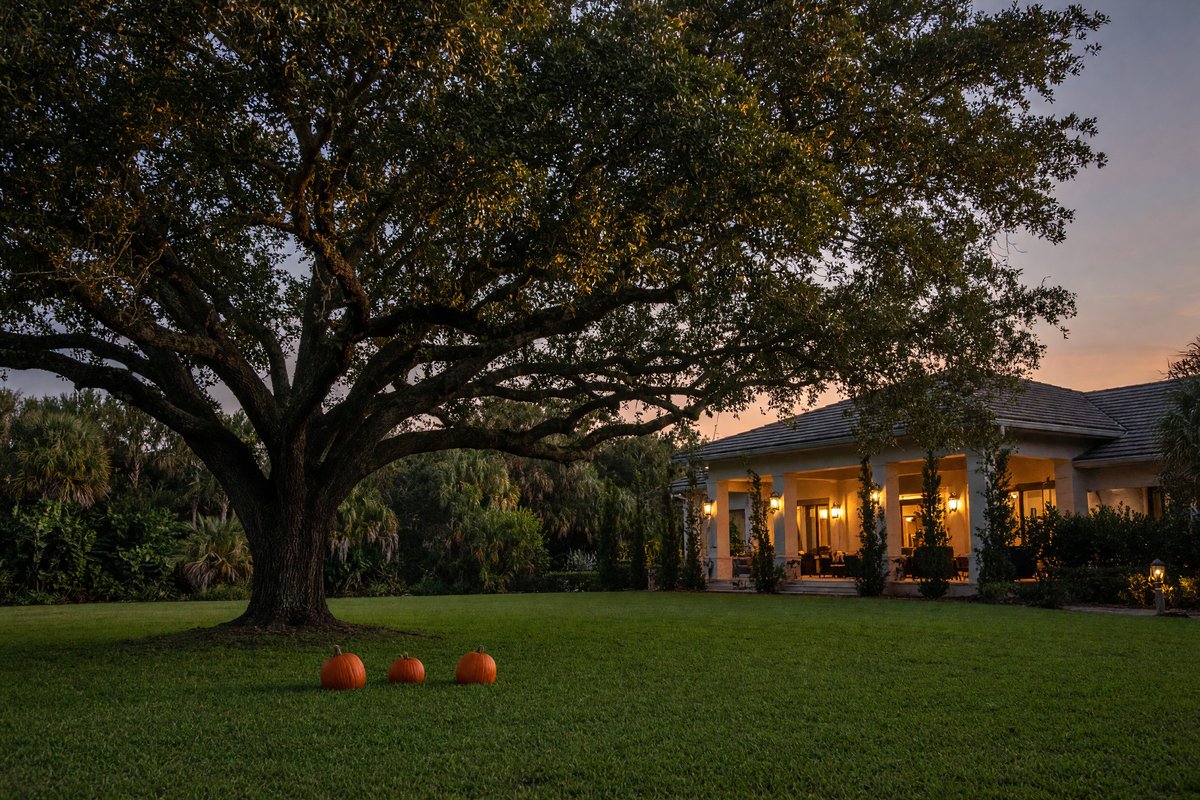 Clubhouse lawn with pumpkins under an oak at dusk
