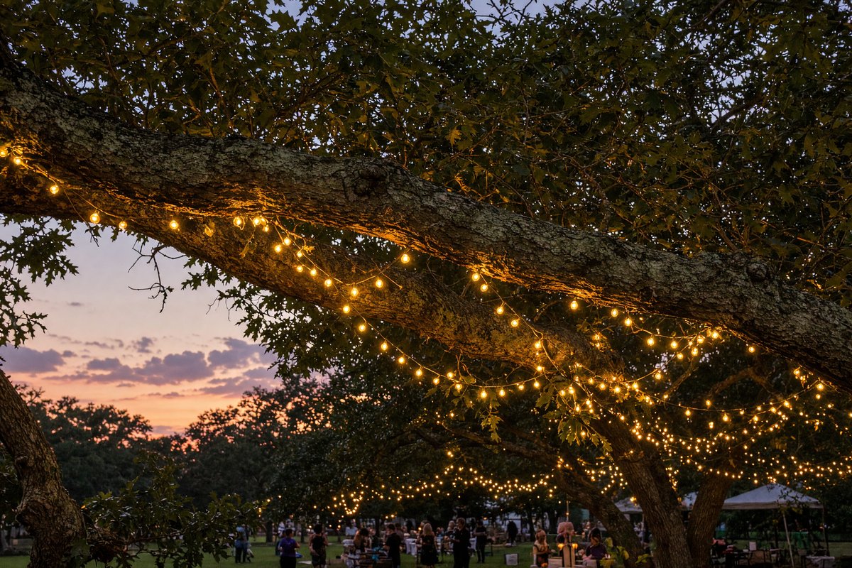 Warm string lights on a tree limb at dusk