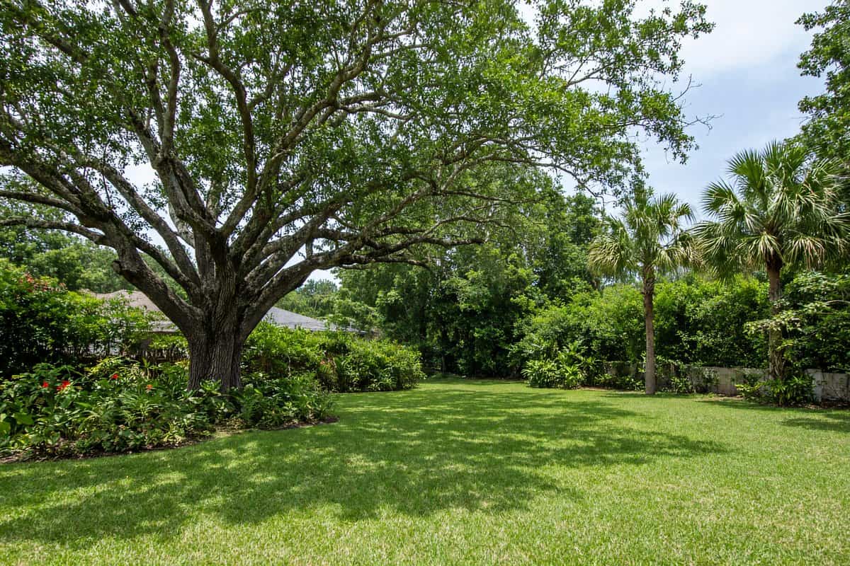 Shade tree with cleared dead wood in a sunny yard