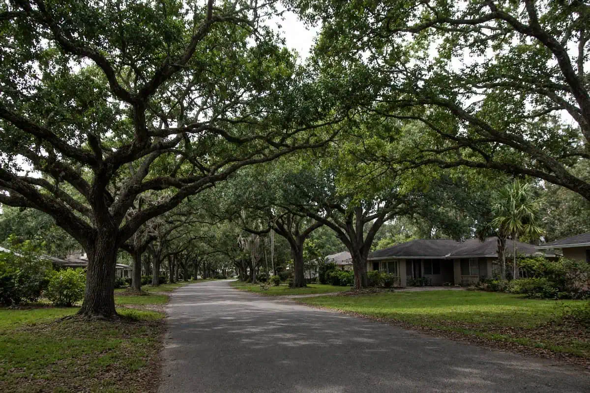 Tree-lined suburban street in a Florida neighborhood