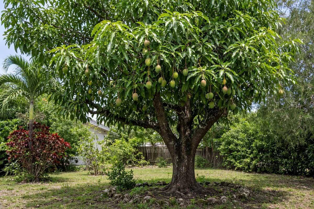 Mango tree with fruit in a Florida backyard