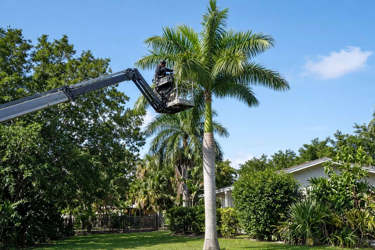Crew in a lift trimming a healthy tall palm in a backyard