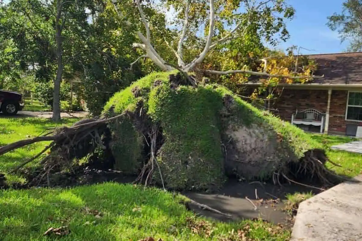 Storm-damaged tree with broken limbs in a yard