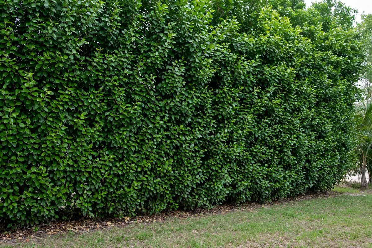 Tall healthy green privacy hedge along a property line