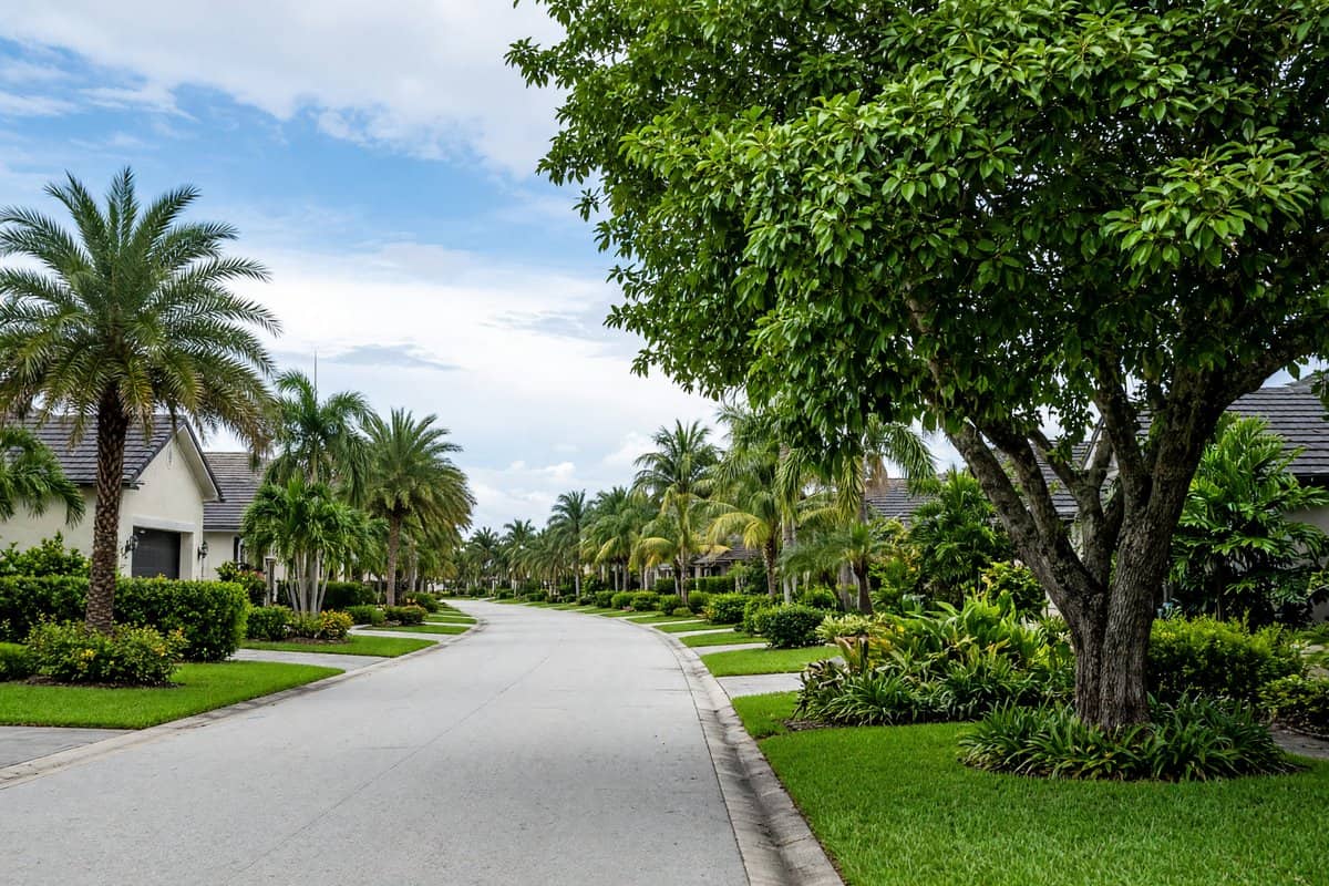 Suburban street with lawns and shade trees