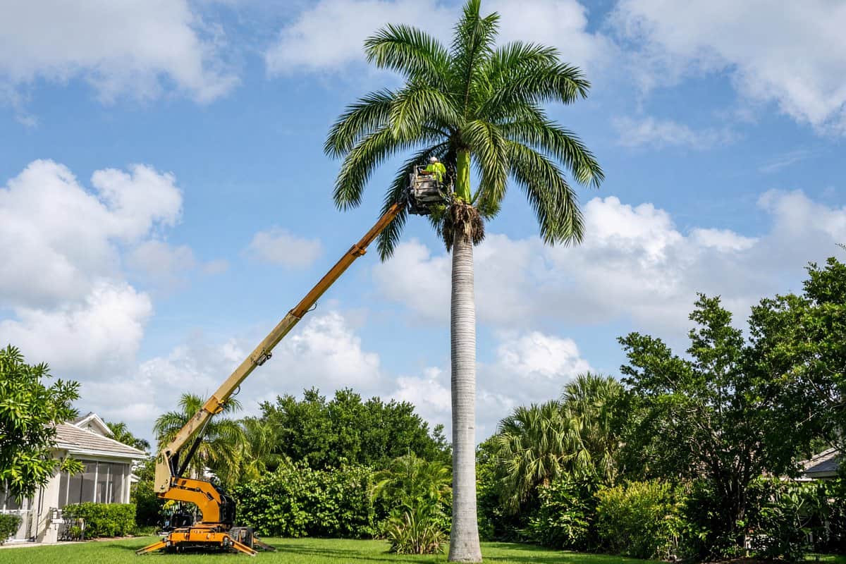 Worker in a lift trimming a tall palm in a backyard