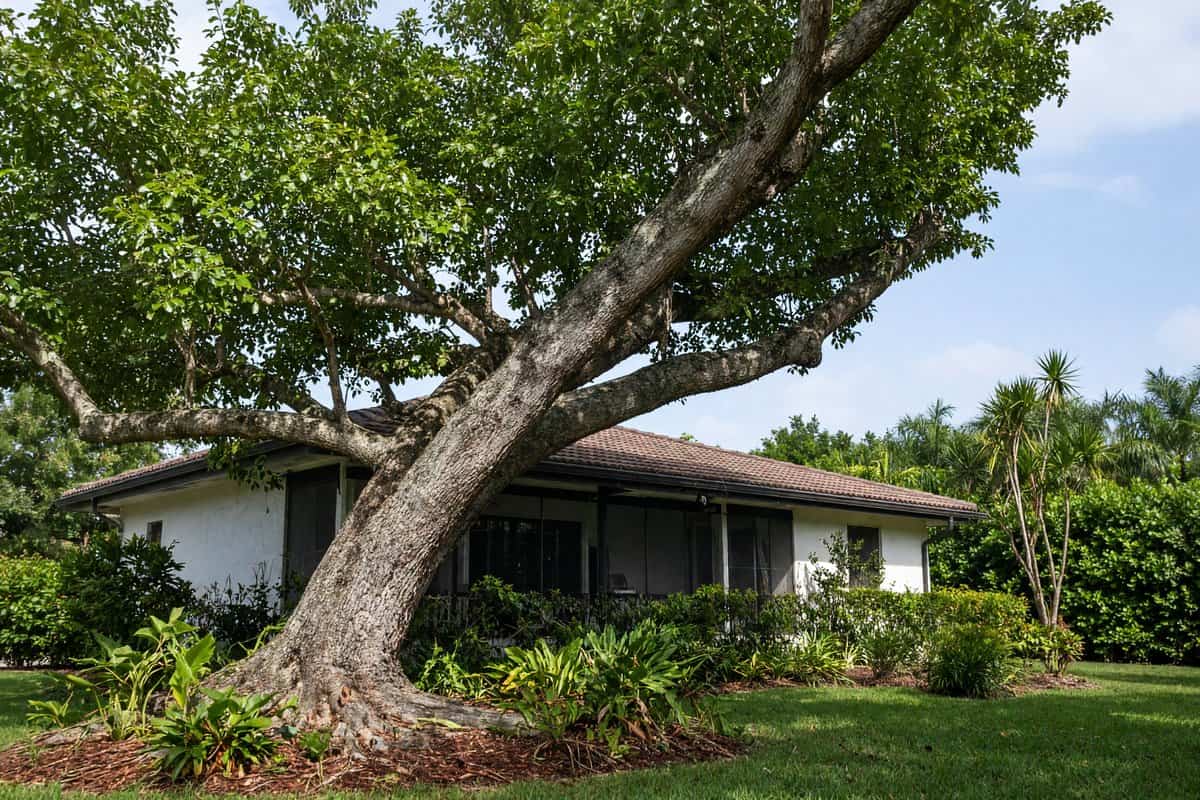 Leaning tree near a house in a residential yard