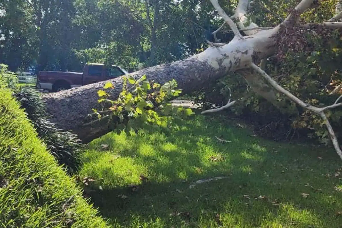 Crew cutting storm-damaged tree wood on a residential lot