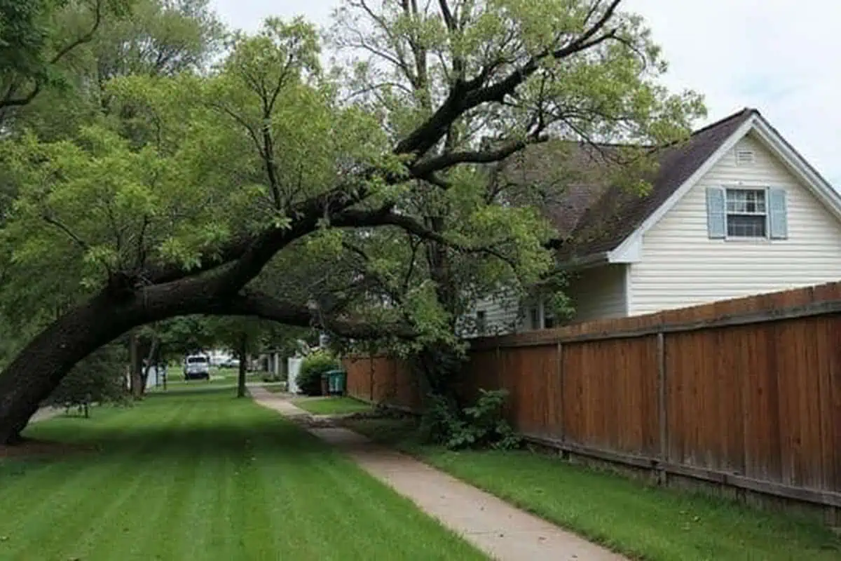 A leaning tree close to a house in a residential yard