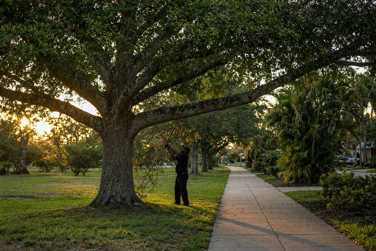 Low limb being cut over a sidewalk, wide view