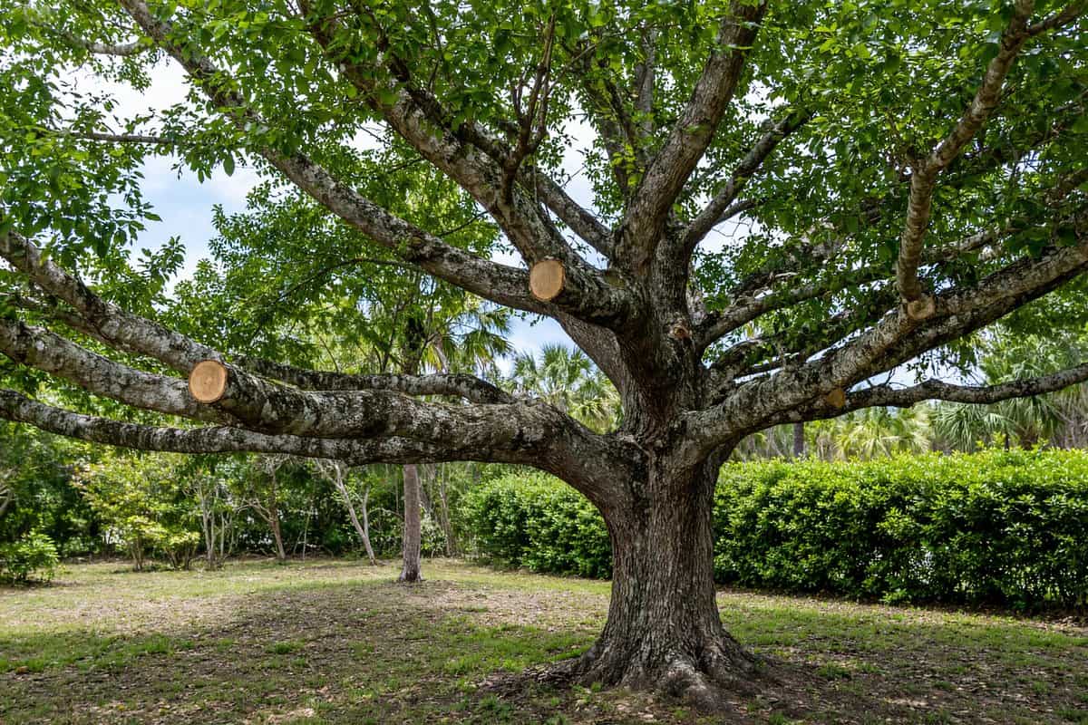 Ground-level view of pruned branches on a shade tree